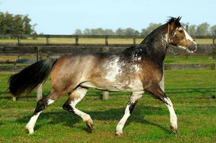 Criollo Horse